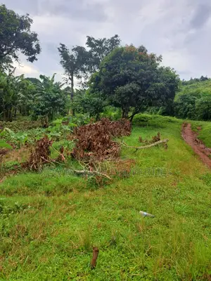 Veryfertile 15acres in Buwalura on Kitalya Rd on Mityaana Rd