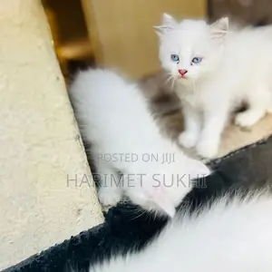 1-3 months Male Purebred Persian