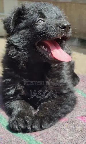 1-3 months Female Purebred German Shepherd
