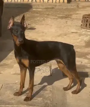 6-12 months Male Purebred Doberman Pinscher