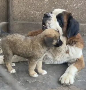 3-6 months Male Mixed Breed Saint Bernard