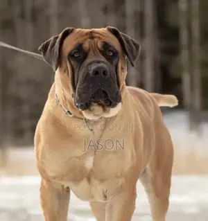 1+ year Male Purebred Boerboel