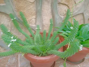 Natural Flowers