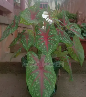 Natural Flowers