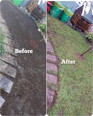 Natural Paspulam Grass/Hybrid Garden Grass