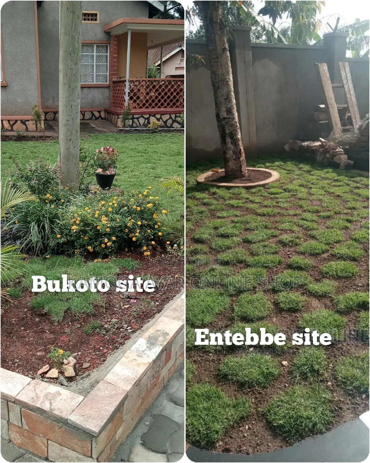 Hybrid Natural Paspulam Grass/ Lawn /Garden Grass