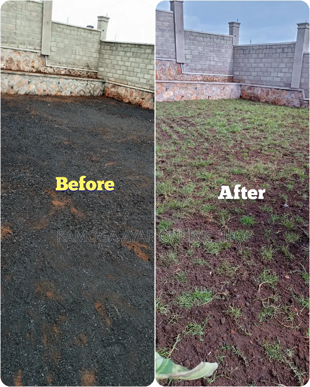 Hybrid Natural Paspulam Grass/ Lawn /Garden Grass