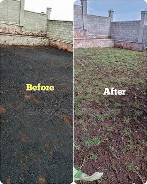 Hybrid Natural Paspulam Grass/ Lawn /Garden Grass