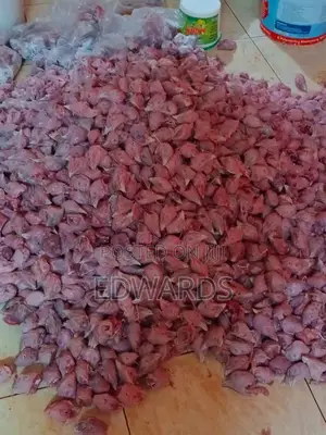 Chicken for Puppies