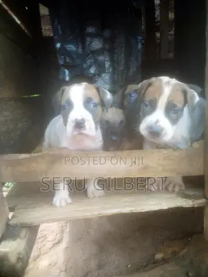 1-3 months Male Purebred Boerboel