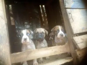 1-3 months Male Purebred Boerboel