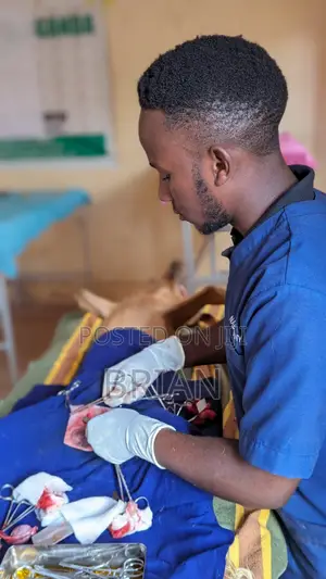 Veterinary Surgeon