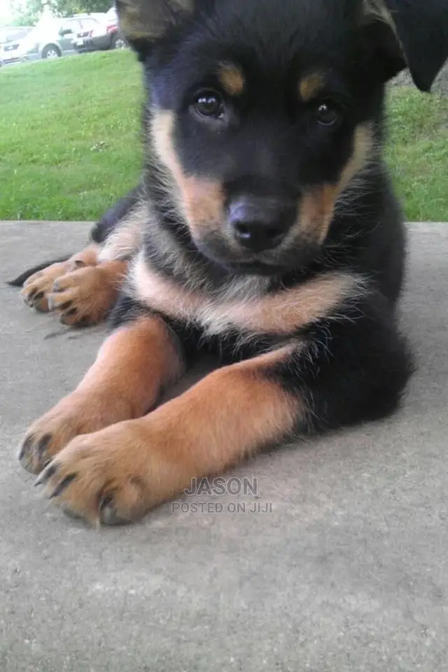 Female Mixed Breed German Shepherd