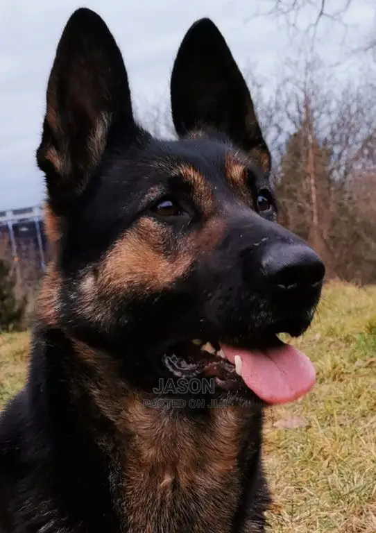 Female Mixed Breed German Shepherd