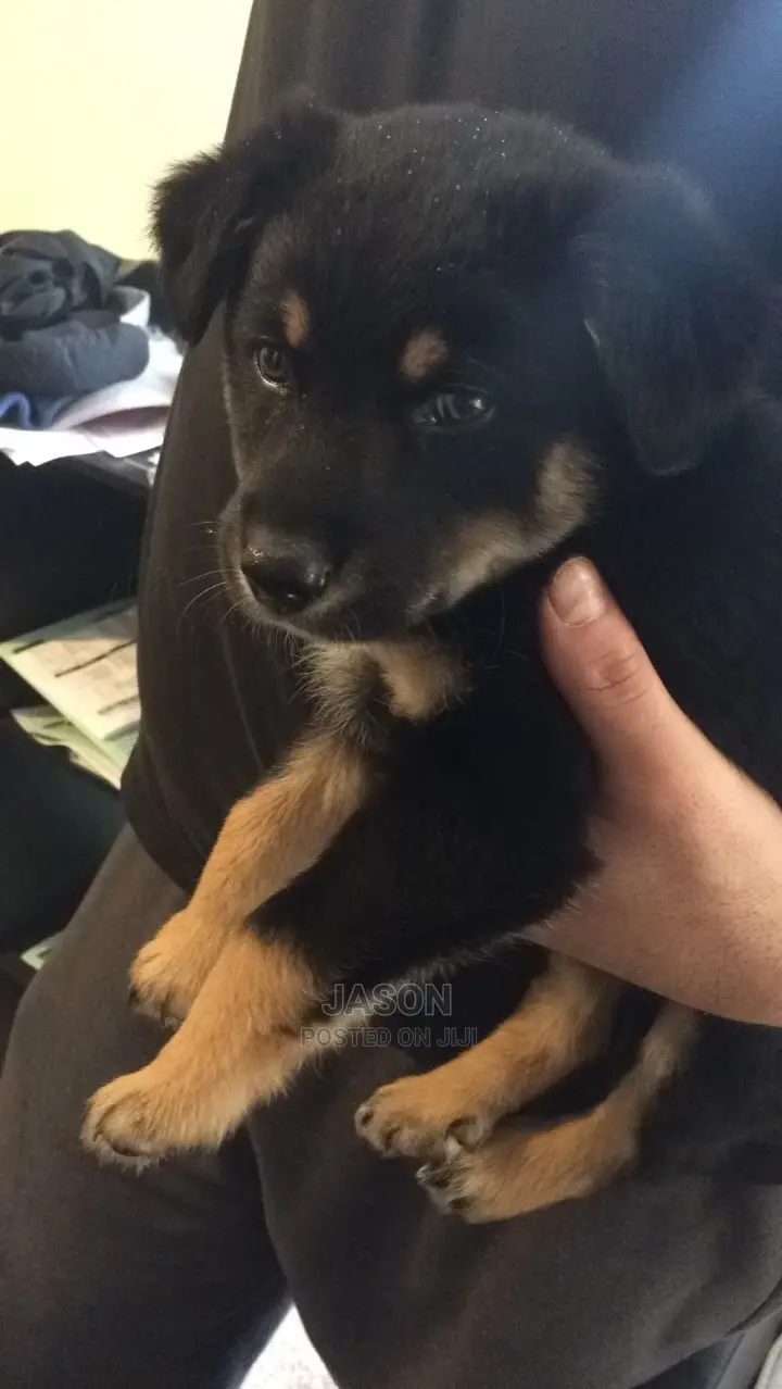 Female Mixed Breed German Shepherd