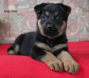 Female Mixed Breed German Shepherd