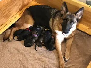 Female Mixed Breed German Shepherd
