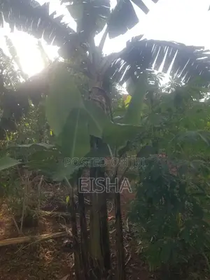 Plot on Sell