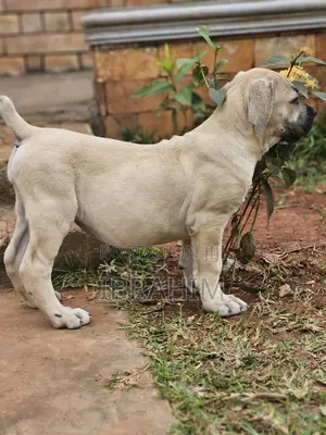 1-3 months Male Purebred Boerboel