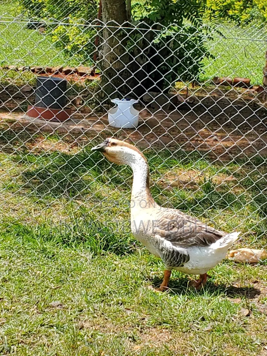 African Geese