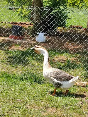 African Geese