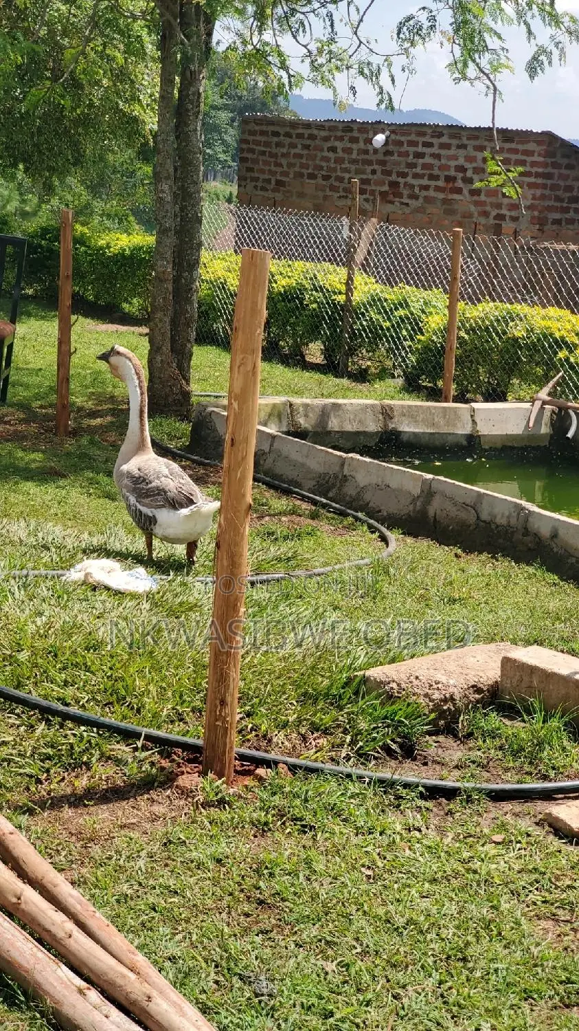 African Geese
