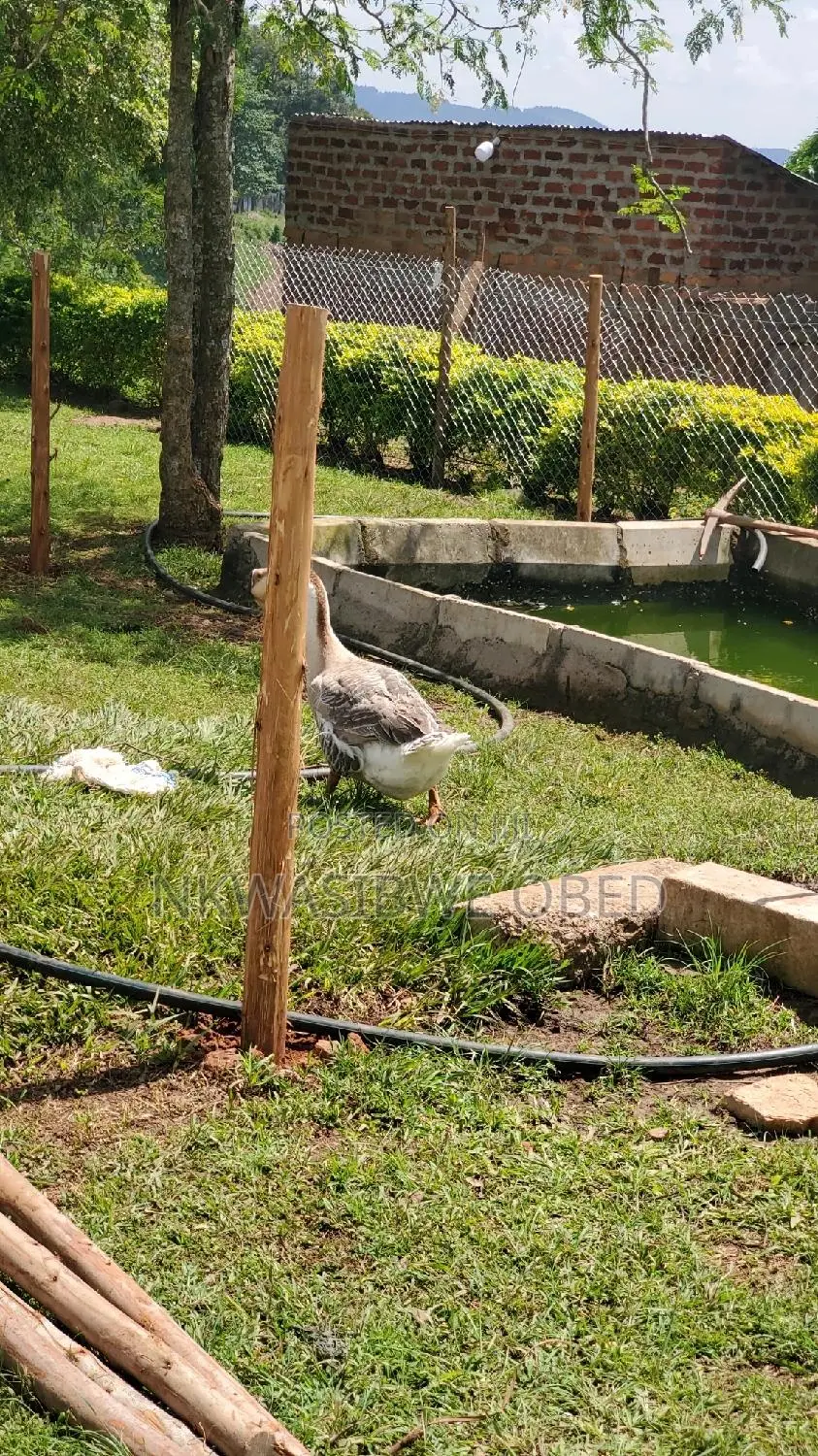 African Geese