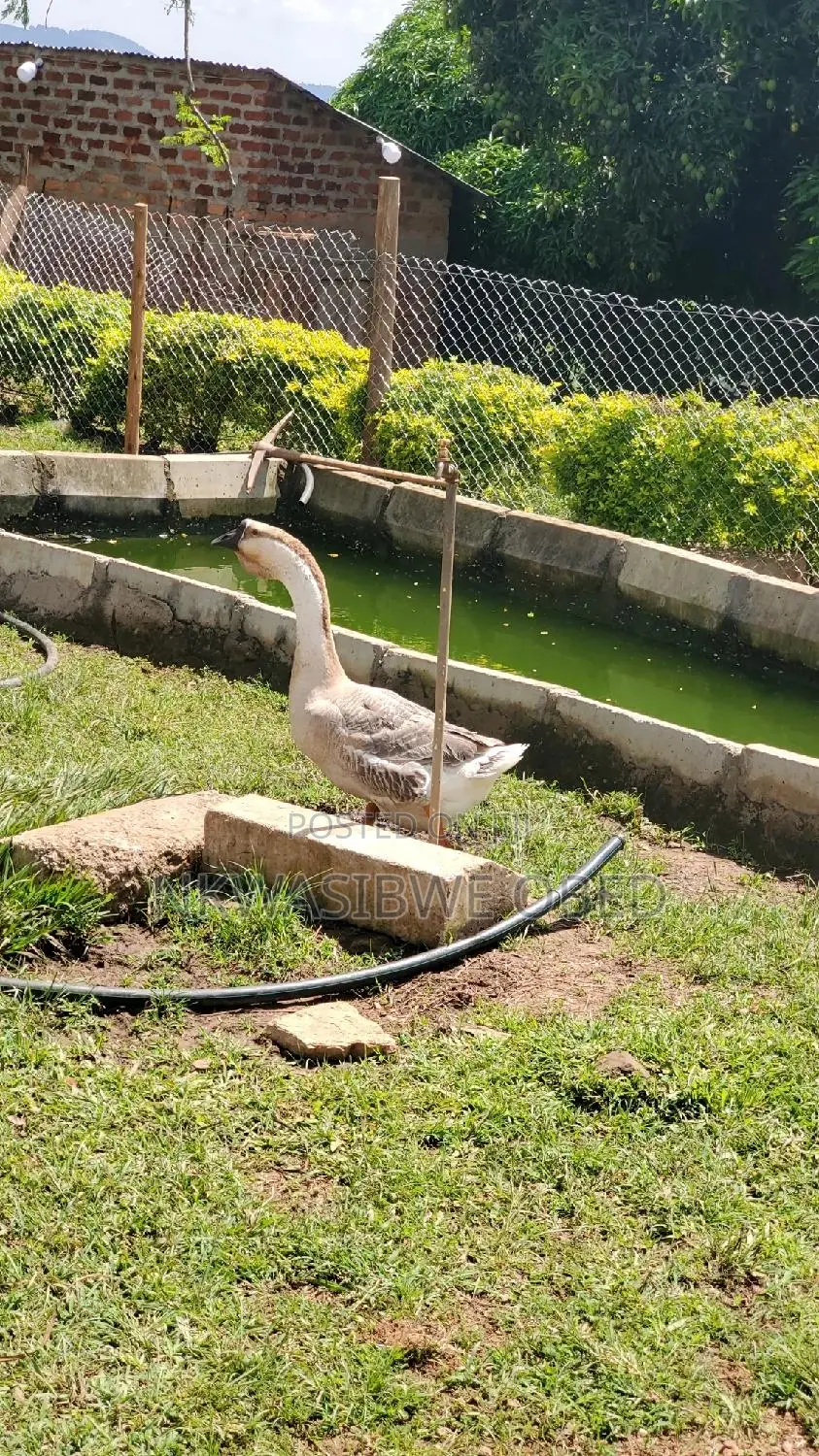 African Geese