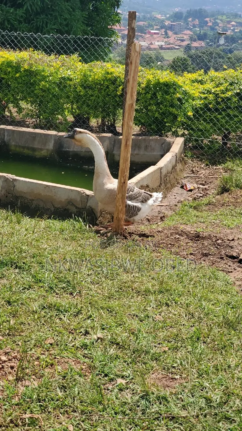 African Geese