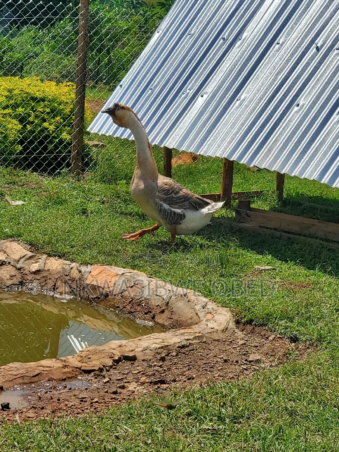 African Geese