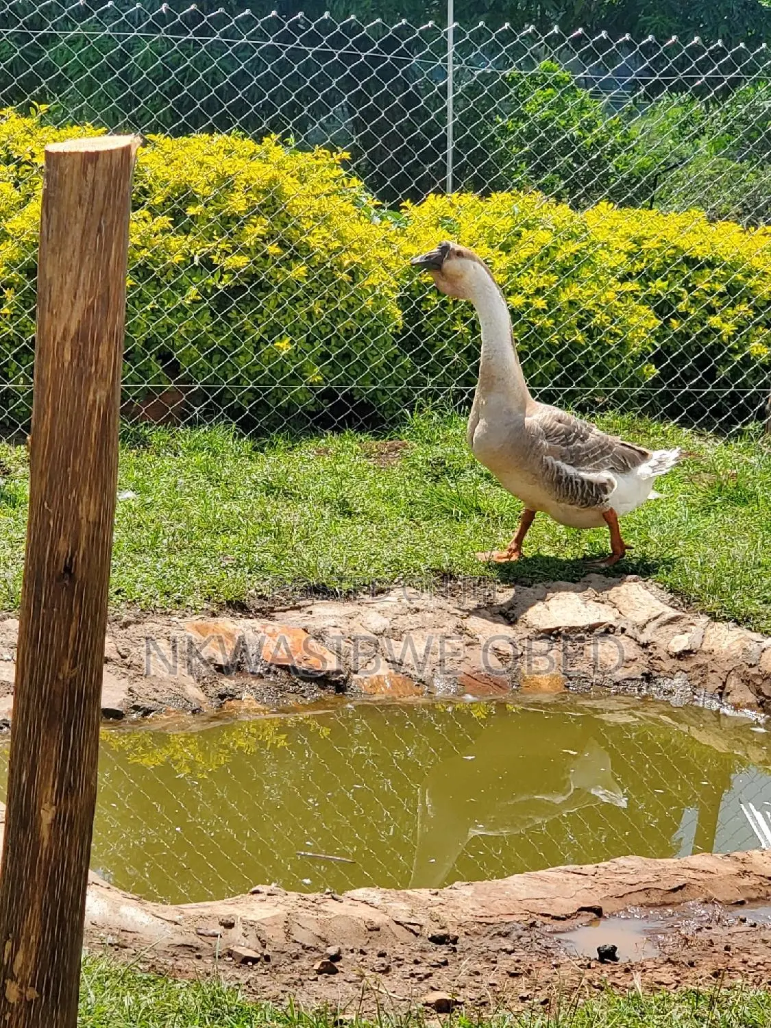 African Geese