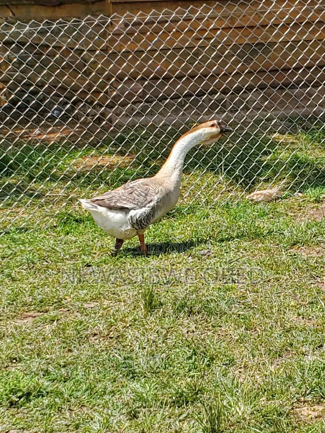 African Geese