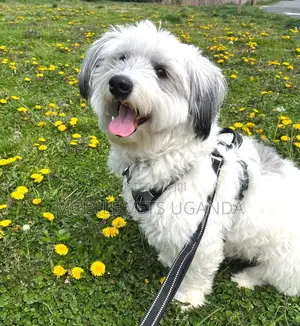 3-6 months Male Purebred Maltese