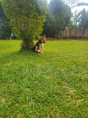 6-12 months Female Purebred German Shepherd