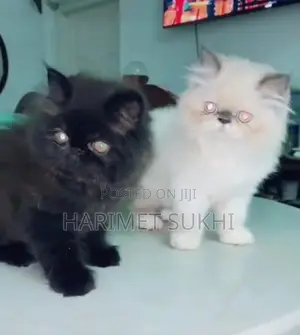 1-3 months Male Purebred Persian