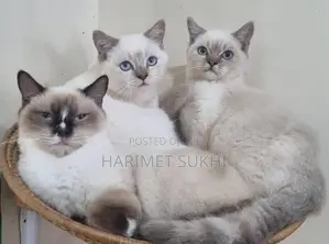 3-6 months Male Purebred Scottish Fold