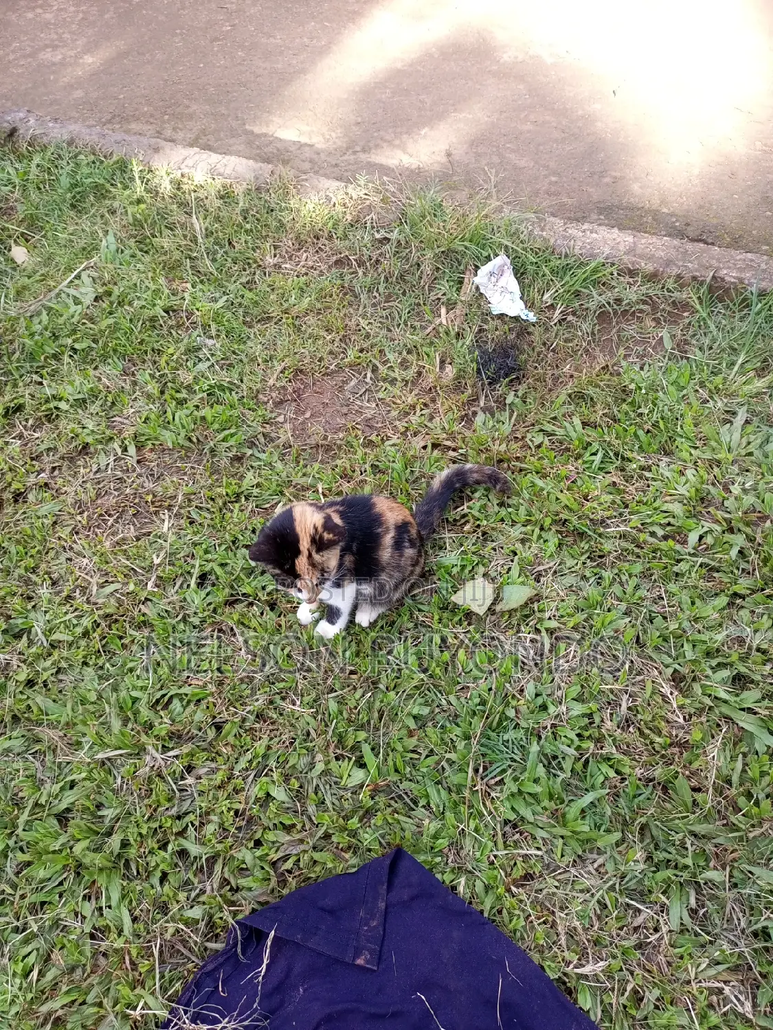 1-3 months Male Mixed Breed Egyptian Mau