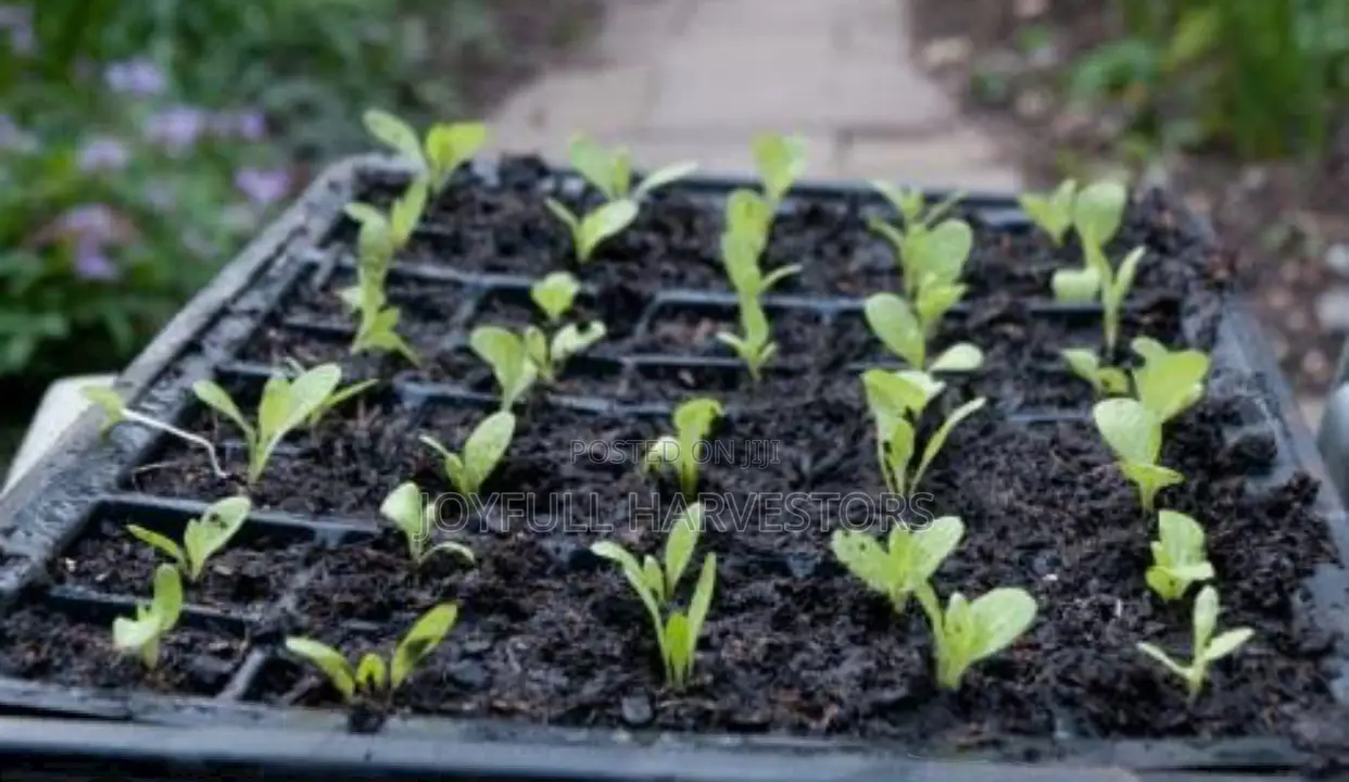 Lettuce $ Cucumber Seedlings
