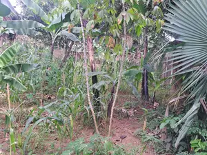1acre of Land for Sale in Bugweri at 9m Only