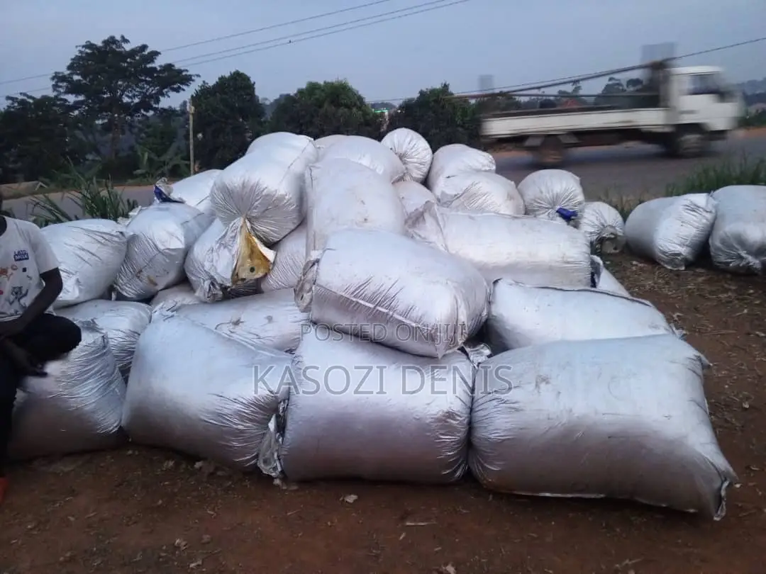 Maize Silage