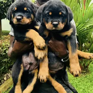 1-3 months Male Purebred Rottweiler