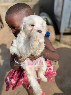 1-3 months Male Purebred Maltese