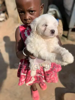 1-3 months Male Purebred Maltese