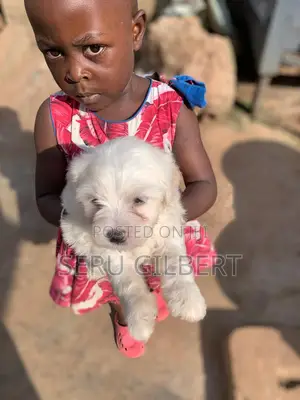 3-6 months Male Purebred Maltese
