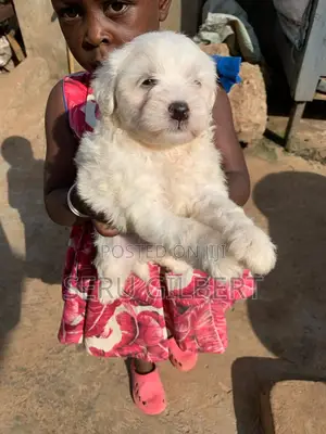 3-6 months Male Purebred Maltese
