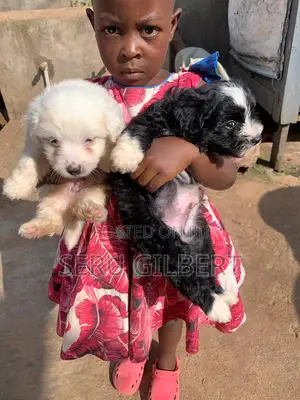 1-3 months Male Purebred Maltese