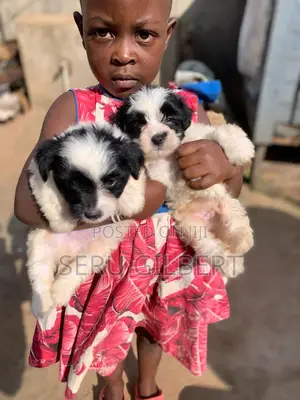 3-6 months Male Purebred Maltese