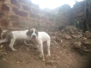 3-6 months Male Purebred Boerboel