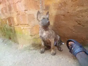 1-3 months Male Purebred Dutch Shepherd