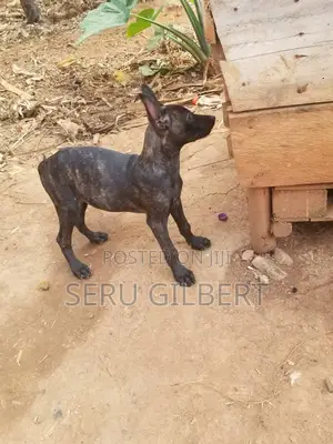 1-3 months Female Purebred Dutch Shepherd